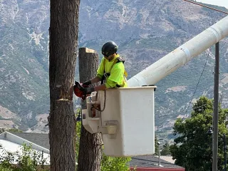 Tree Removal in Ogden, Utah | Costs, Timing & Expert Tips – Darrell’s Tree Service
