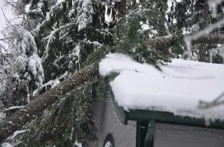 Tree Damage Cleanup Tips After Heavy Snow in Logan