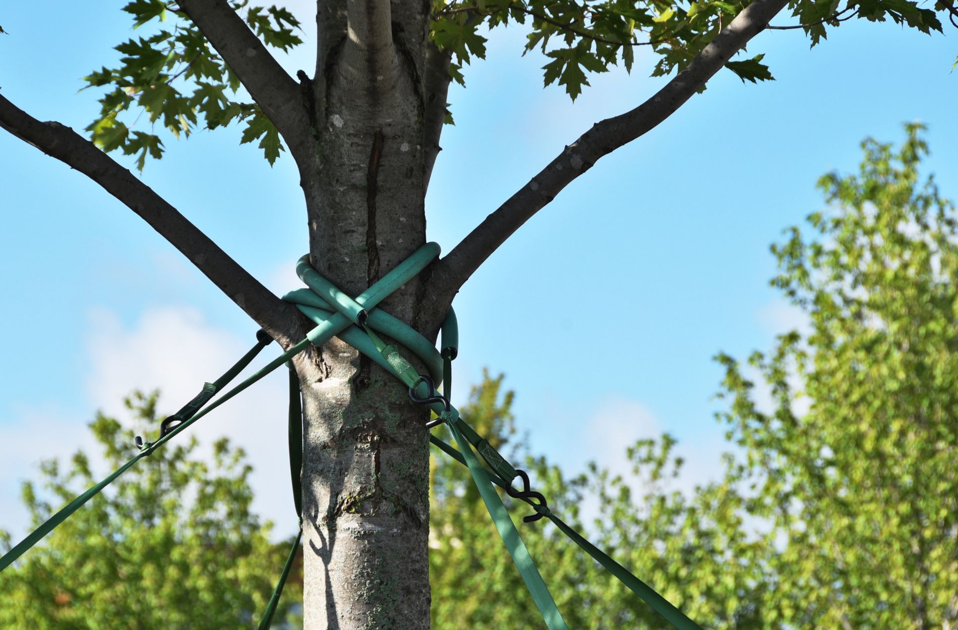 Winter Tree Support Tips for Utah Snow and Wind