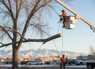 Limb Removal Near Me in Utah: Cost, Safety Tips, and When to Call a Pro | Darrell’s Tree Service