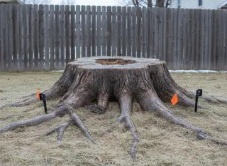 Tree Stump Removal Cost in Utah: What You’ll Pay and What You Get | Darrell’s Tree Service