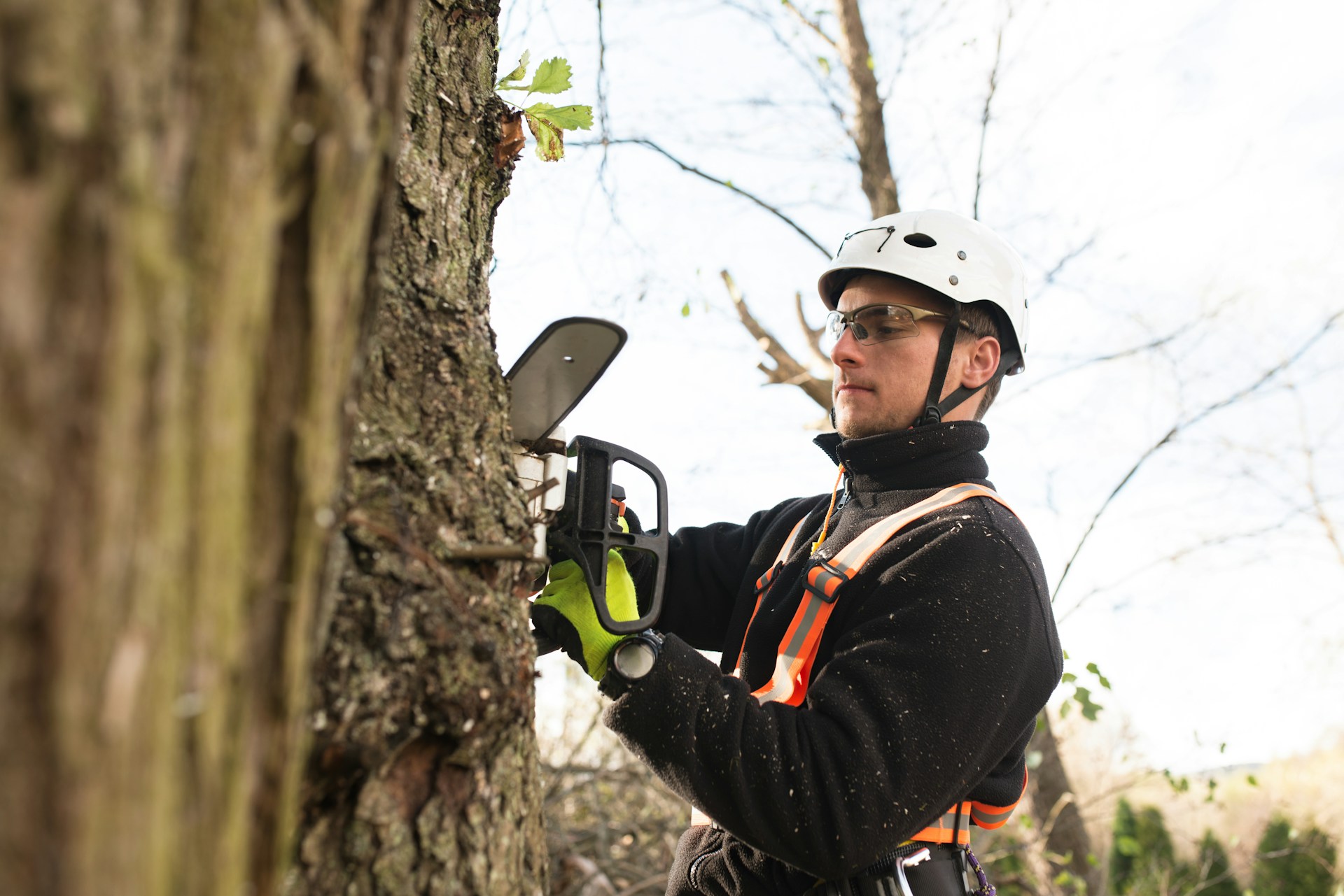 Guide to Tree Contractors in Salt Lake City for Early Spring Work