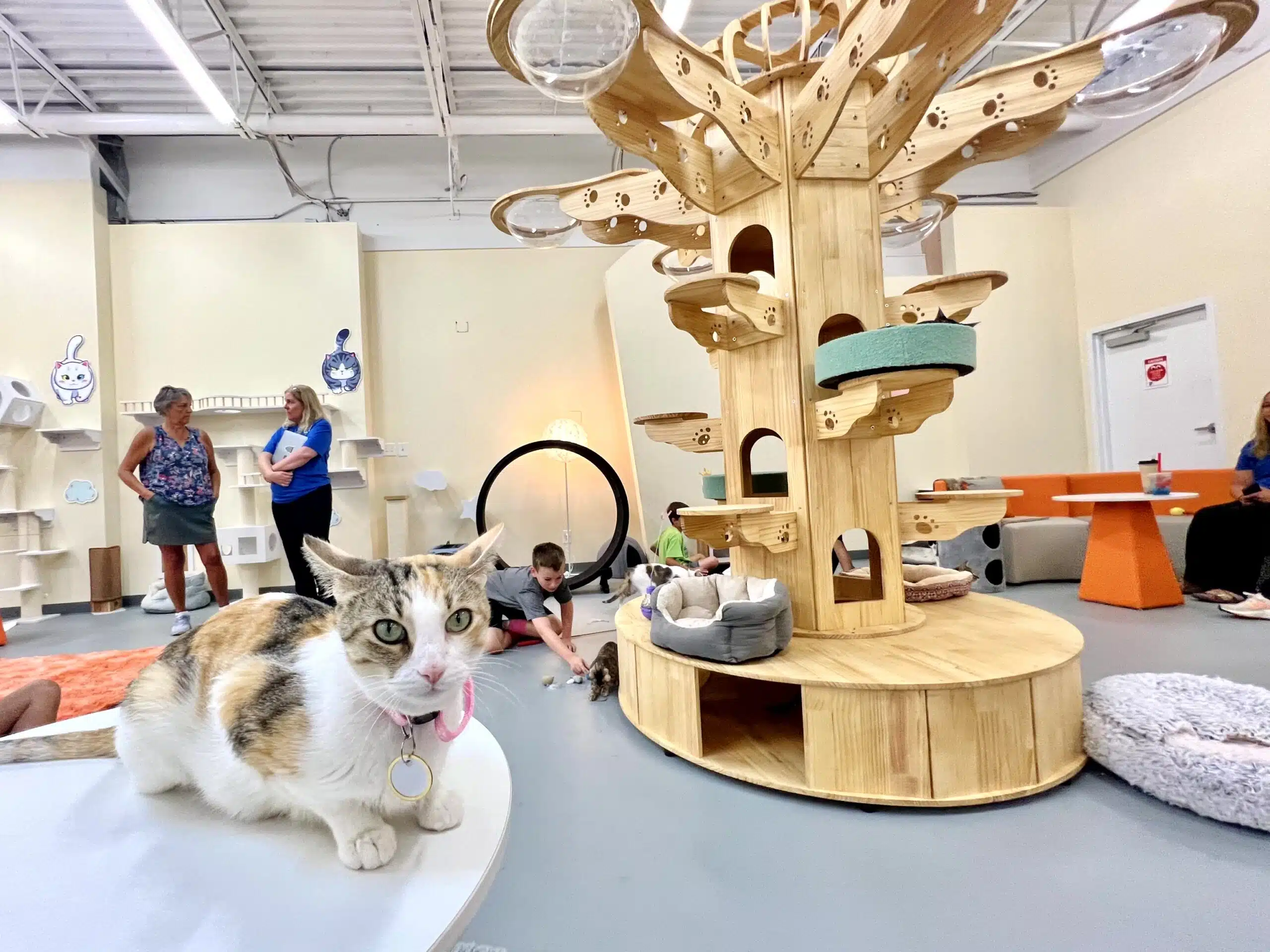 ☕Purr-fectly Cozy: Visit Indianapolis Cat Cafe