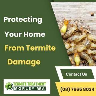 Termite Treatment in Morley: Protecting Your Home from Damage