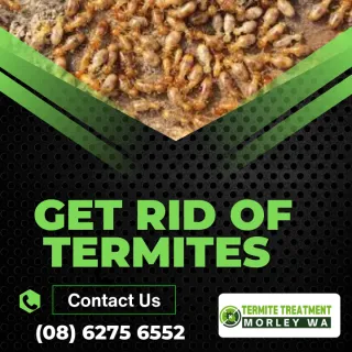 What Do Australian Termites Look Like?
