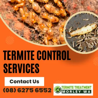 Pest Control in Morley - Termites
