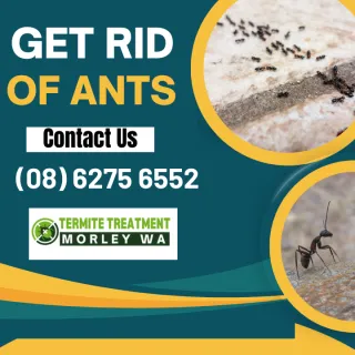 How To Get Rid Of Home Invading Ants In Morley