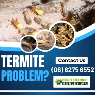 Termite Protection Solutions