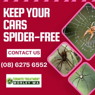 Spiders’ Wild Story: Fantastic Tale of Car Repellent