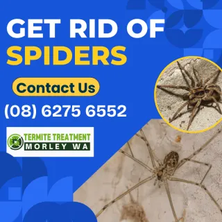 Spiders Linger in Morley!