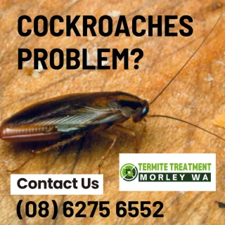 What types of cockroaches can be found in Perth?
