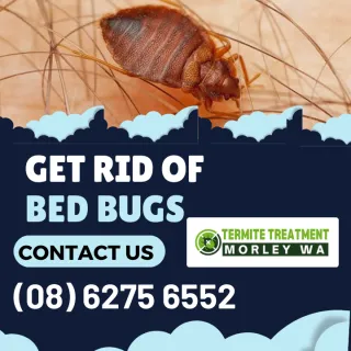 Warning Smells – Bedbugs