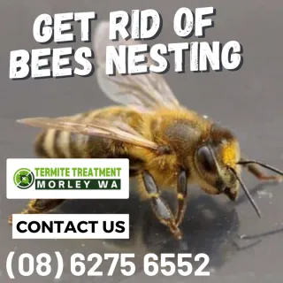 Bees! What’s Buzzing?