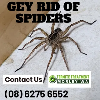 Sudden Explosion Of Huntsman Spiders