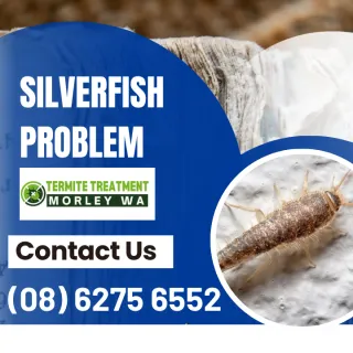 Silverfish