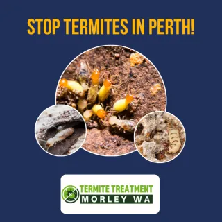 Everything You Need to Know About Rats Control