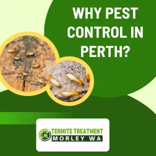 Early Warning Signs of Termites in Perth