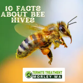 Fascinating Facts About Bee Hives
