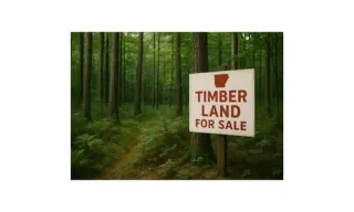 Why Now Is the Perfect Time to Sell Your Arkansas Timber Land