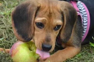 Apple Orchard Fun: My Favorite Fall Traditions