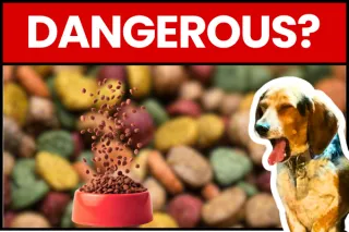 Vet Approved Dog Foods Dangerous?