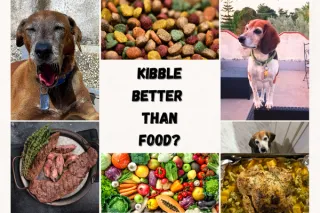 Should Dogs Eat People Food?