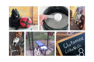 5 Ways Glutamine Helps Dogs