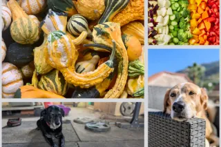 2 Best Vegetables for Dogs (Winter)