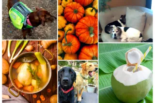 Keto Diet for Dogs: Avoid Dehydration & Keto Flu During Transition