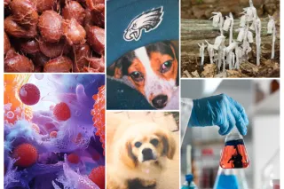 The Worst Food for Dogs with Kidney Disease