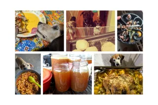 Help! My Dog Won't Eat. How to Get Your Dog to Eat