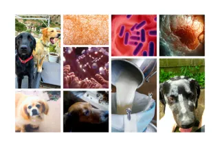 Gut Health for Dogs With Cancer: Survival, Appetite, and Immune Support