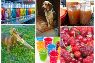 My Dog Won't Drink Water! Homemade Hydration Treats