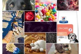 Hill’s ONC Dog Food Review