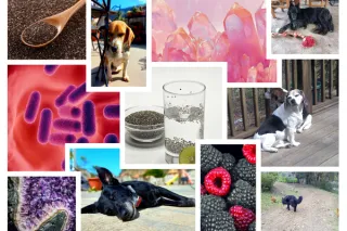 Chia Seeds for Senior Dogs: Gut Health, Joint Support, and Omega-3 Benefits