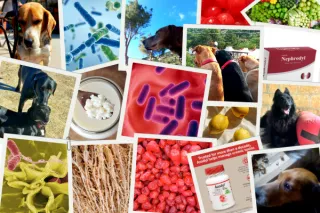 Best Probiotics for Dogs with Kidney Disease (CKD Gut–Kidney Guide)