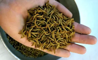 Why You Should Start a Mealworm Farm