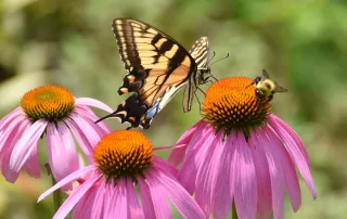 The Power of Pollinators