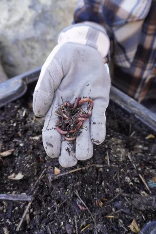 Small Space, Big Impact: Vermicomposting Solutions for Every Garden