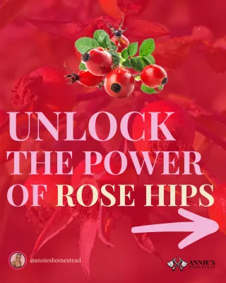 The Power of Rose Hips: Benefits, Harvest Tips, and Delicious Recipes
