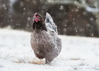 Your Guide to Keeping Chickens in the Winter