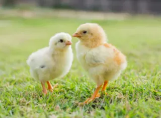How to Prepare for New Chicks in 4 Easy Steps