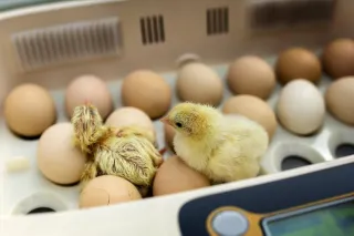 Why You Should Incubate Your Own Chicken Eggs
