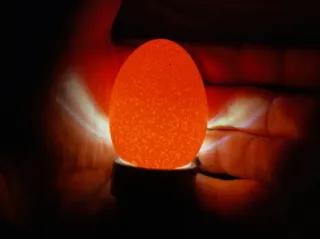 Common Misconceptions About Egg Incubation