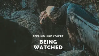 Are You Being Watched