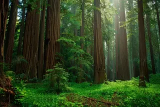 Protecting Our Woodlands: Top Forest Erosion Control Solutions and Strategies