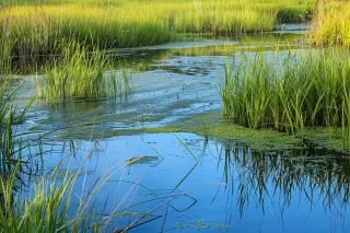Preserving Delicate Ecosystems: Specialized Wetland Erosion Control Solutions