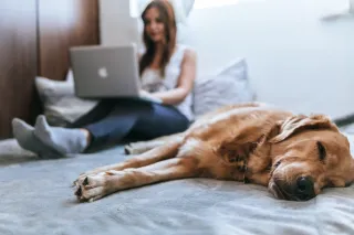 DIY Marketing Strategies for Dog Trainers
