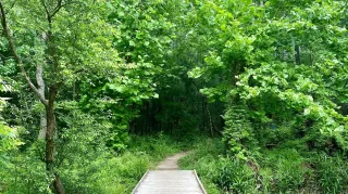 Unleash Adventure: Exploring the Wonders of Woodland Trails