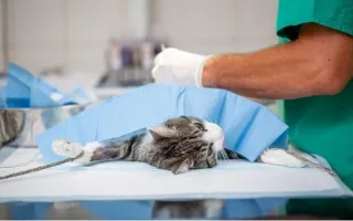 GCC's Spay/Neuter Package